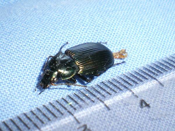 Carabidae nel laboratorio: Poecilus cupreus